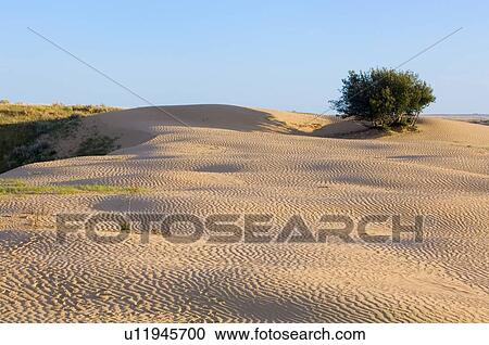 Tree surrounded by active dunes, Great Sand Hills, Southwestern Saskatchewan, Canada View Large Photo Image Stock Image - Tree surrounded by active dunes, Great Sand Hills, Southwestern Saskatchewan, Canada. Fotosearch