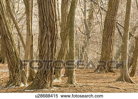 Trees in the ravine in park near Lawrence and Yonge, Toronto View Large Photo Image Stock Photography - Trees in the ravine in park near Lawrence and Yonge, Toronto. Fotosearch