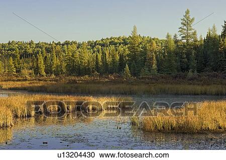 Stock Image - Wetlands at sunrise. Balsam fir, tamarack and Eastern white pine trees. Autumn. Algonquin Provincial Park, Ontario.. Fotosearch