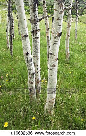 Stock Photograph - Aspen forest (Populus tremuloides) in the Porcupine Hills near Maycroft, Alberta, Canada. Fotosearch