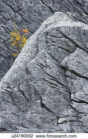 Stock Image - Aspen tree in rocks - Medicine Lake - Jasper National Park, Alberta, Canada. Fotosearch