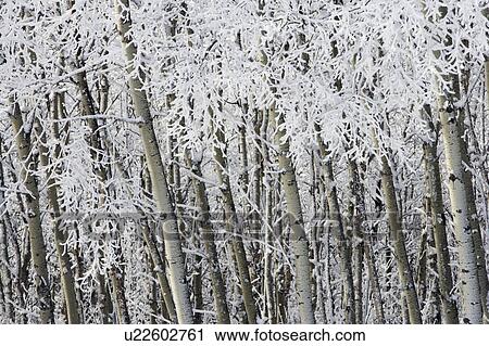 Aspen Trees along the Sibbald Flats Trail - Alberta, Canada View Large Photo Image Stock Image - Aspen Trees along the Sibbald Flats Trail - Alberta, Canada. Fotosearch