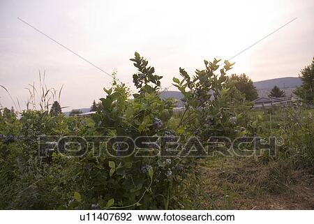 Stock Image - Blueberry bushes, Okanagan Centre, BC, Canada. Fotosearch