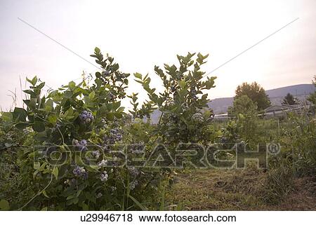 Stock Photo - Blueberry bushes, Okanagan Centre, BC, Canada. Fotosearch