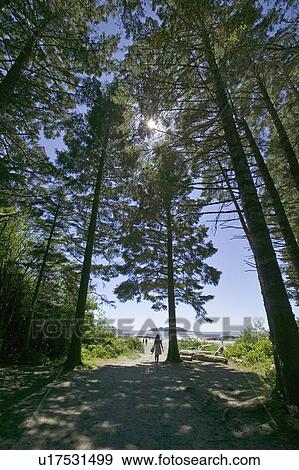 Chesterman Beach, BC, Canada View Large Photo Image Stock Photo - Chesterman Beach, BC, Canada. Fotosearch
