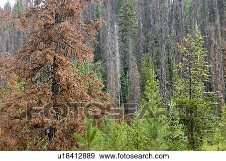 Dead Lodgepole pine, as a result of the mountain pine beetle. Manning Provincial Park, B. C. View Large Photo Image Stock Photo - Dead Lodgepole pine, as a result of the mountain pine beetle. Manning Provincial Park, B. C.. Fotosearch