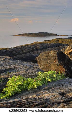 Details of ocean shoreline at low tide at Blue Rocks, Nova Scotia View Large Photo Image Stock Image - Details of ocean shoreline at low tide at Blue Rocks, Nova Scotia. Fotosearch