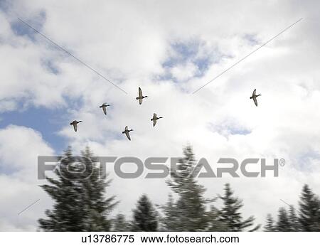 Stock Photography - Ducks in flight, Whistler, BC Canada. Fotosearch