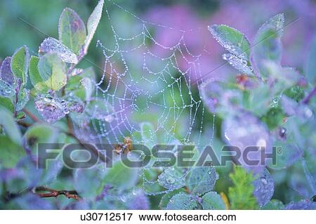 Early morning dew wets spider web on wild blueberry bush, Whistler, BC View Large Photo Image Stock Photo - Early morning dew wets spider web on wild blueberry bush, Whistler, BC. Fotosearch