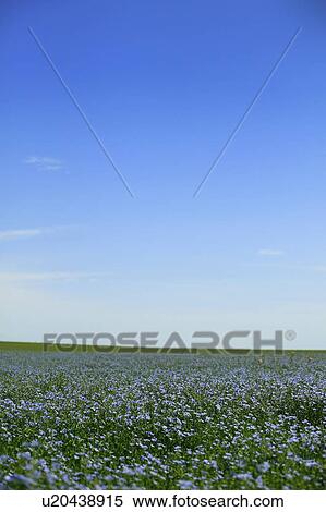 Flax field in bloom, Saskatchewan, Canada View Large Photo Image Stock Photography - Flax field in bloom, Saskatchewan, Canada. Fotosearch