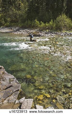 Fly-fishing guide, Russ Trand, fly-fishing on tributary of Elk River near Fernie, Elk Valley, East Kootenays, British Columbia, Canada. View Large Photo Image Stock Image - Fly-fishing guide, Russ Trand, fly-fishing on tributary of Elk River near Fernie, Elk Valley, East Kootenays, British Columbia, Canada.. Fotosearch