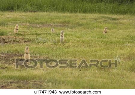 Group or Town of Black-tailed prairie dogs. Grasslands National Park, Saskatchewan View Large Photo Image Stock Image - Group or Town of Black-tailed prairie dogs. Grasslands National Park, Saskatchewan. Fotosearch