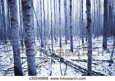 Stock Photo - Grove of poplar trees, duotone, Alberta. Fotosearch