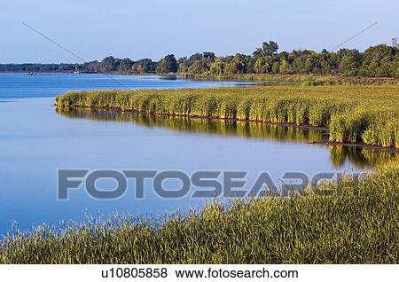 Stock Photo - Lake Erie shoreline marsh. Rondeau Provincial Park, Ontario. Canada.. Fotosearch