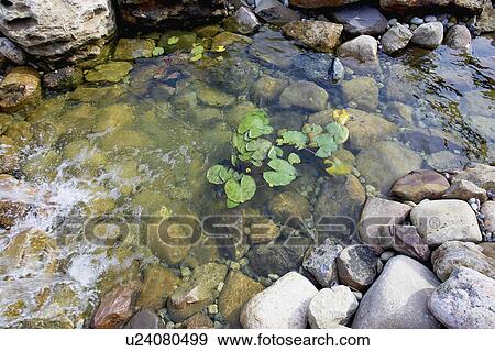 Man-made rock pond with lily pads, Grimsby, Ontario. View Large Photo Image Stock Photo - Man-made rock pond with lily pads, Grimsby, Ontario.. Fotosearch