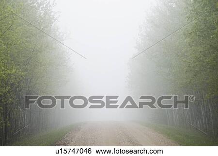 Misty rural road, Manitoba, Canada View Large Photo Image Stock Photograph - Misty rural road, Manitoba, Canada. Fotosearch