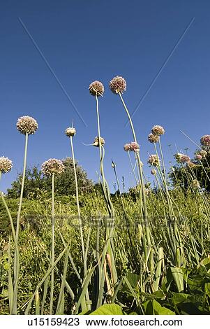 Onions with seed heads, Okanagan Centre, BC Canada View Large Photo Image Stock Image - Onions with seed heads, Okanagan Centre, BC Canada. Fotosearch