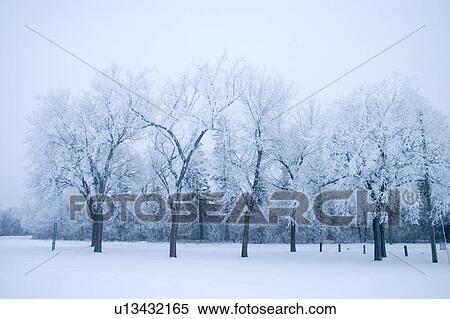 Park in winter, Assiniboine Park, Winnipeg, Canada View Large Photo Image Stock Photography - Park in winter, Assiniboine Park, Winnipeg, Canada. Fotosearch