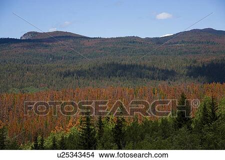 Picture - Pine trees attacked by the Lodgepole Pine Beetle, Alberta, Canada. Fotosearch