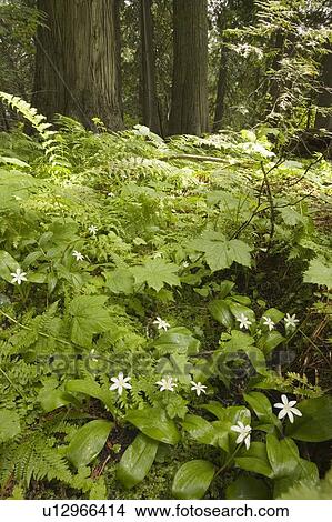 Queen's cup flowers carpet the old growth forest floor near Island Lake, Elk Valley, Fernie, British Columbia, Canada View Large Photo Image Picture - Queen's cup flowers carpet the old growth forest floor near Island Lake, Elk Valley, Fernie, British Columbia, Canada. Fotosearch
