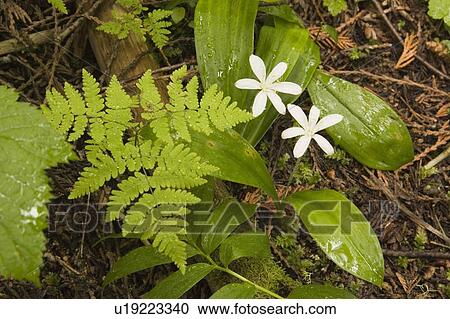 Stock Image - Queen's cup flowers carpet the old growth forest floor near Island Lake, Elk Valley, Fernie, British Columbia, Canada. Fotosearch