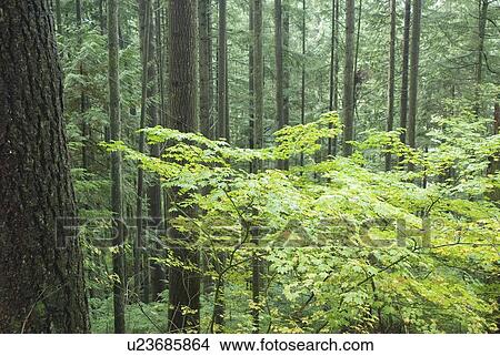 Rainforest in Lynn Canyon Park, North Vancouver, BC View Large Photo Image Picture - Rainforest in Lynn Canyon Park, North Vancouver, BC. Fotosearch