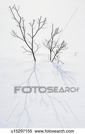 Stock Photography - Shrub and shadows, Banff National Park, Alberta, Canada. Fotosearch