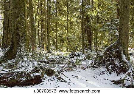 Stock Image - Snowy pathway in old growth forest in Cathedral Grove in MacMillan Provincial Park, near Port Alberni, Vancouver Island, BC. Fotosearch