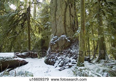 Snowy pathway in old growth forest in Cathedral Grove in MacMillan Provincial Park, near Port Alberni, Vancouver Island, BC View Large Photo Image Stock Photo - Snowy pathway in old growth forest in Cathedral Grove in MacMillan Provincial Park, near Port Alberni, Vancouver Island, BC. Fotosearch