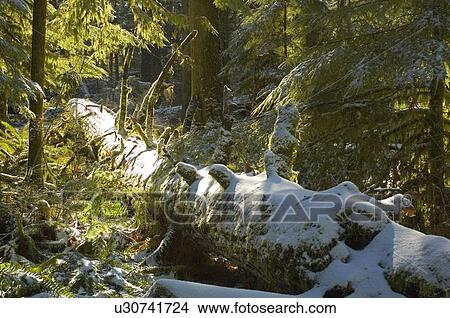 Snowy trees of old growth forest in Cathedral Grove in MacMillan Provincial Park, near Port Alberni, Vancouver Island, BC View Large Photo Image Picture - Snowy trees of old growth forest in Cathedral Grove in MacMillan Provincial Park, near Port Alberni, Vancouver Island, BC. Fotosearch