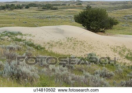 Tree growing at edge of open dunes, Great Sand Hills, Southwestern Saskatchewan, Canada View Large Photo Image Stock Image - Tree growing at edge of open dunes, Great Sand Hills, Southwestern Saskatchewan, Canada. Fotosearch