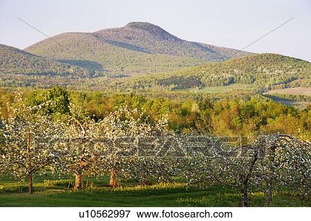 View of apple orchard in bloom and Pinacle Mountain at sunset, Eastern Townships, Quebec, Canada. View Large Photo Image Stock Photo - View of apple orchard in bloom and Pinacle Mountain at sunset, Eastern Townships, Quebec, Canada.. Fotosearch