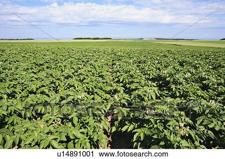 View of potato field, Bas-Saint-Laurent region, Quebec, Canada View Large Photo Image Stock Image - View of potato field, Bas-Saint-Laurent region, Quebec, Canada. Fotosearch