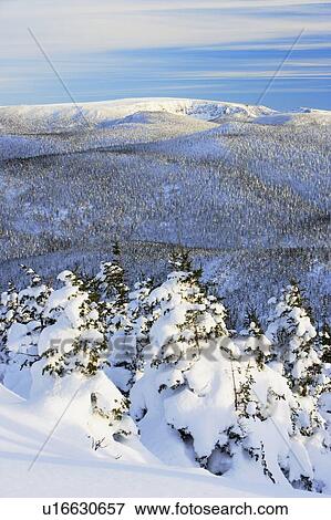 Stock Photo - View of snow-covered trees at Pic de l'aube, Quebec, Canada. Fotosearch