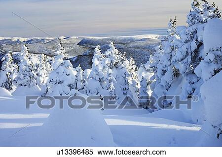 View of snow-covered trees at Pic de l'aube, Quebec, Canada View Large Photo Image Stock Photography - View of snow-covered trees at Pic de l'aube, Quebec, Canada. Fotosearch