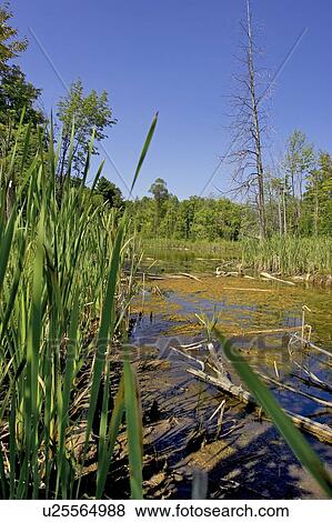 Stock Photo - Wetlands, Canada, Ontario, Campbellville. Fotosearch