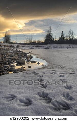 Stock Image - Goose tracks on pond - Allen Bill Pond - Kananaskis Country - Alberta. Fotosearch