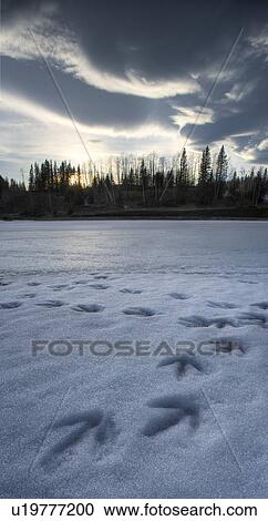 Stock Image - Goose tracks on pond, Kananaskis Country - Alberta - Canada. Fotosearch