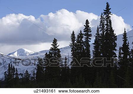 Stock Image - Parker Ridge - Banff National Park - Alberta Canada. Fotosearch