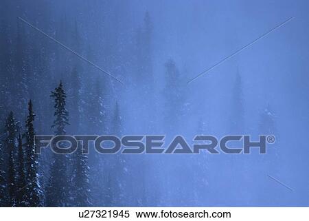 Stock Photography - Snowy Evergreen Trees. Fotosearch