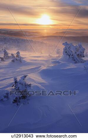 Stock Image - View of snow-covered trees and blowing snow from Mont Logan at sunrise, Quebec, Canada. Fotosearch