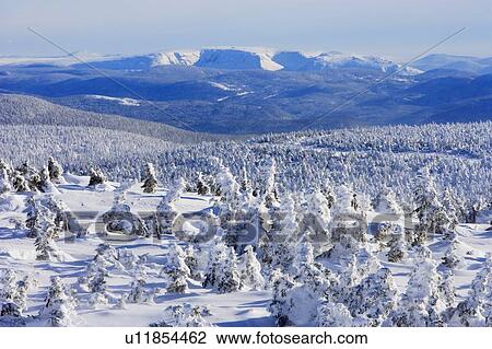 Stock Image - View of snow-covered trees and Mont Albert from Mont Logan, Quebec, Canada. Fotosearch