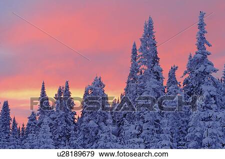 Stock Photo - View of snow-covered trees and sky at twilight, Quebec, Canada.. Fotosearch