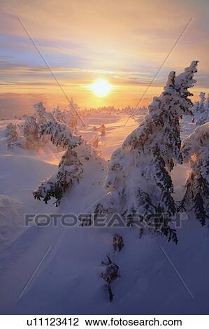 View of snow-covered trees at Mont Logan at sunrise, Quebec, Canada View Large Photo Image Stock Image - View of snow-covered trees at Mont Logan at sunrise, Quebec, Canada. Fotosearch