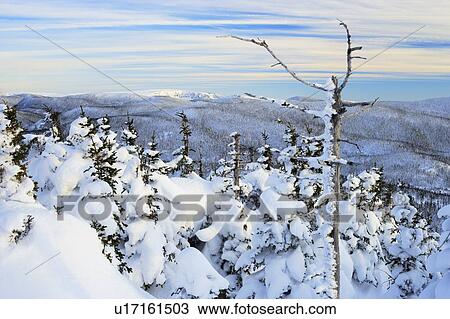 View of snow-covered trees at Pic de l'aube, Quebec, Canada View Large Photo Image Stock Image - View of snow-covered trees at Pic de l'aube, Quebec, Canada. Fotosearch