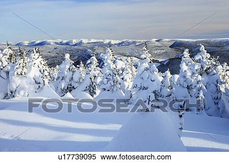Stock Photography - View of snow-covered trees at Pic de l'aube, Quebec, Canada.. Fotosearch