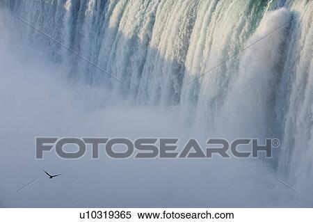 Stock Photography - Closeup of Horseshoe Falls with Gull flying - Niagara Falls - Ontario Canada. Fotosearch