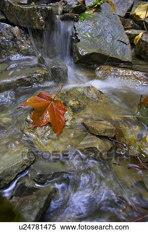 Stock Photography - Maple leaf on a rock in a stream, Canada, Ontario, Hamilton. Fotosearch