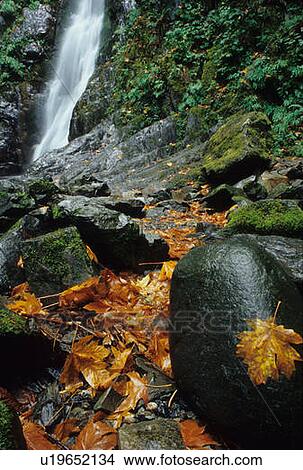 Picture - Maple Leaves stuck to a rock near the waterfall, Goldstream Provincial Park, Victoria, Vancouver Island, B. C.. Fotosearch