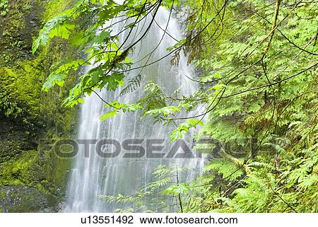 Marymere Falls, Olympic National Park View Large Photo Image Stock Image - Marymere Falls, Olympic National Park. Fotosearch